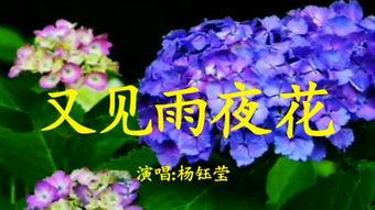 新雨夜花,绽放于风雨中的诗意传奇